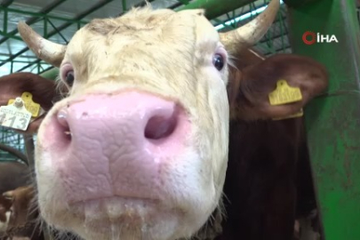 Bursa'da kurban hareketliliği! 1 tonluk kurbanlık...