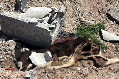 Aksaray'da ölen hayvanlarını araziye atanlara 390 bin lira ceza