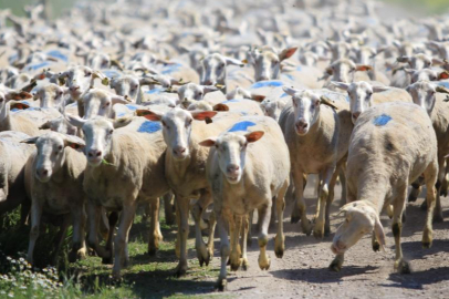 "Kırsalda Bereket Küçükbaşa Destek Projesi"nde son gün uyarısı