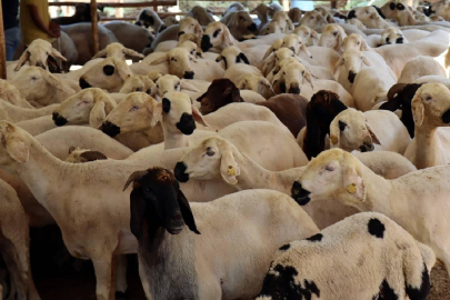 Vekaletle kurban kesim bedelleri açıklandı