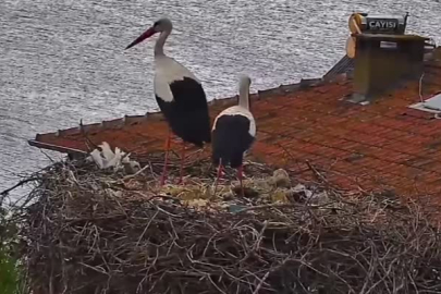 Bursa'da "Yaren" leyleğin yavruları yumurtadan çıktı