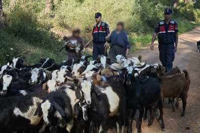 Kayıp 41 keçiyi jandarma bulup sahibine teslim etti