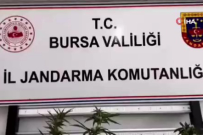 Bursa Uludağ yolunda tilkiyi krakerle besledi: O anlar kamerada
