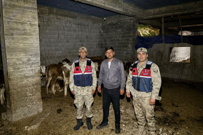 Kilis’te kaybolan 13 büyükbaş hayvan jandarma tarafından bulundu