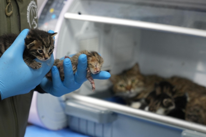 Bursa'da süt anne kedi, 3 kediyi de sahiplendi