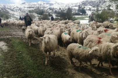 Isparta'da yaylada mahsur kalan çobanlar 30 saat sonra kurtarıldı