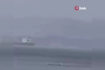 Bursa'da yağmur altında yunuslar dikkat çekti