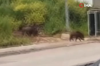 Bursa'da aç kalan domuz sürüsü şehir merkezine indi