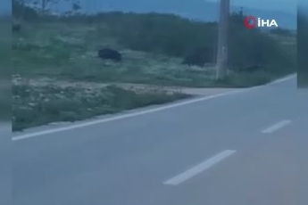 Bursa'da domuzlar şehir içinde görüntülendi