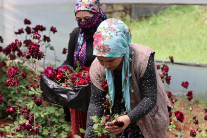 "Karagül"de hasat zamanı