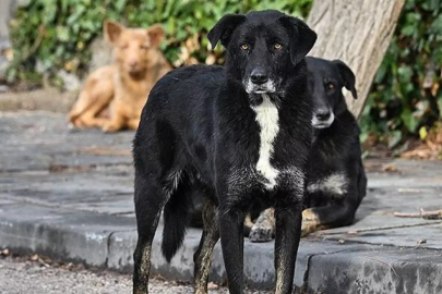 Sahiplendikleri köpekleri sokağa bırakanlara 86 bin lira ceza