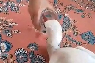 Yaralı leyleğe sahip çıktı