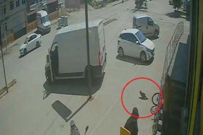 Antalya'da yabancı uyruklu şahıs kedinin üzerine bastı, köpeği tekmeledi