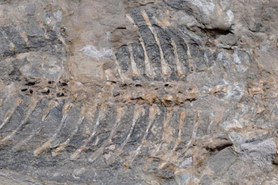 Bahçe duvarı için alınan taşın içinden 240 milyon yıllık hazine çıktı