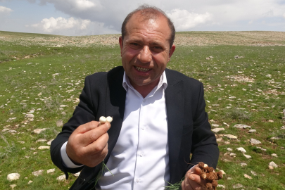 Malatya'da yüksek rakımlı bölgelerde çiğdem mesaisi