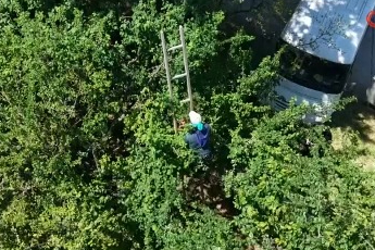 Bursa'da davullu zurnalı erik hasadı!