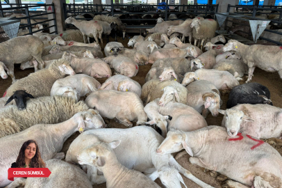 Bursa'da kurban pazarında fiyatlar arttı, alıcı azaldı!