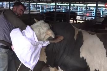 Bursa'daki kurbanlık pazarında hareketlilik!