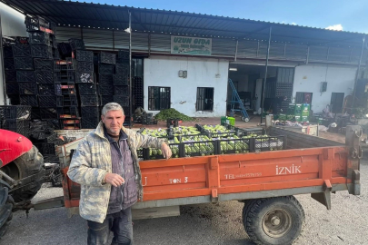 Bursa İznik’te ilk kabak hasadı başladı: Kilosu 30 TL’ye dayandı...