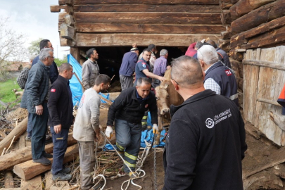 Kastamonu'da ahırdaki göçükte bilanço belli oldu: 1 kadın hayatını kaybetti, 94 hayvan telef oldu