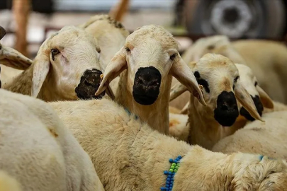 TZOB açıkladı: Kurbanlık fiyatları belli oldu