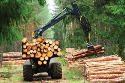 Bursa’da orman üretimi için ihale! Meşe odunları için çalışma başlıyor