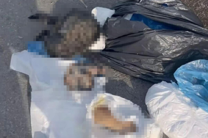İzmir'de korkunç manzara! Çöpte 33 ölü kedi bulundu