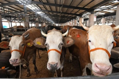 Bursa Osmangazi’de kurban kesim noktaları belli oldu! İşte mahalle mahalle o alanlar...
