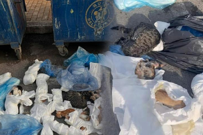 İzmir'de çöpte 33 ölü kedi bulunmuştu! Veteriner adliyeye sevk edildi...