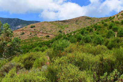 Manisa'da ormanlık alanlara girişler yasaklandı