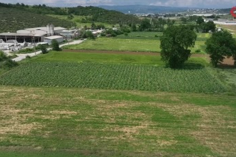 Bursa'da Hasanağa Enginarında hasat başladı! 50 liradan satılıyor...
