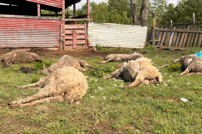 Sakarya'da kurt saldırısına uğrayan 8 koyun telef oldu