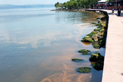 Kocaeli'de alg patlaması: Deniz turuncuya döndü