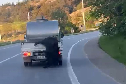 Bolu'da kurbanlığı araçtan sarkıtıp kilometrelerce sürükledi