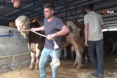 Bursa'da 1,2 tonluk şampiyon tosun satıldı
