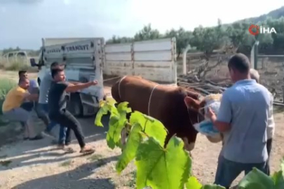 Bursa'da 6 kişinin zapt edemediği boğa bir tekmeyle böyle yere serdi
