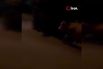 Bursa'da dana paniği