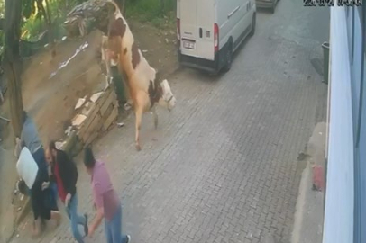 Bursa'da kesilmek üzereyken kaçan boğa güçlükle yakalandı