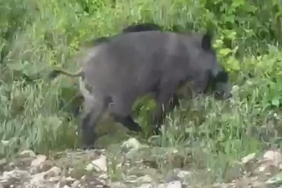 Bursa'da domuzlar yerleşim yerine inerek yiyecek aradı
