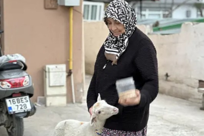 Bursa'da kaçan kuzuya benzetilen ‘Çorap’, kurbanlık olmaktan son anda kurtuldu
