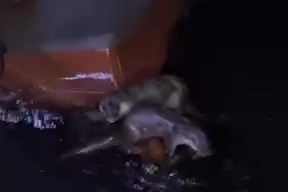 Bursa'da su samurlarının balık keyfi kamerada