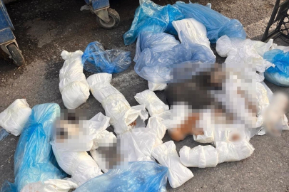 İzmir'de başsavcılık itiraz etmişti, 33 kediyi öldüren veteriner tutuklandı