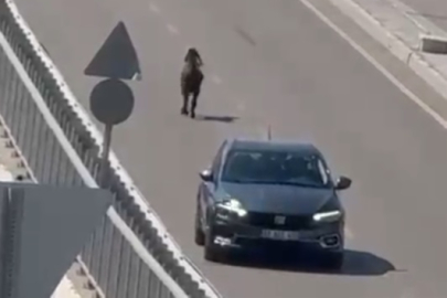 Mersin'de kaçan keçi, trafiği birbirine kattı