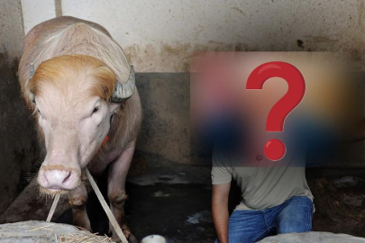 O isme benzerliğiyle dikkat çekiyor! Sosyal medyada gündem olan manda