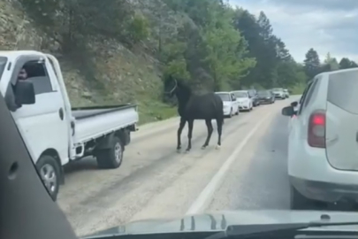 Bursa’da başıboş atlar trafikte tehlike saçtı