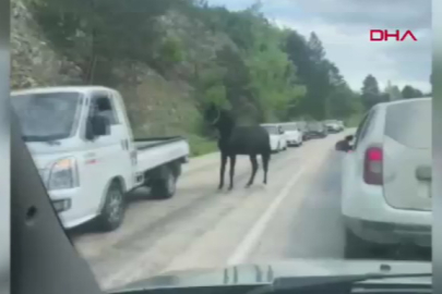 Bursa’da başıboş atlar trafikte tehlike saçtı