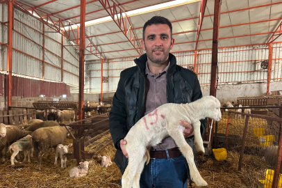 57 yıllık tecrübeden koyunculuğa başlayacaklara önemli öneriler
