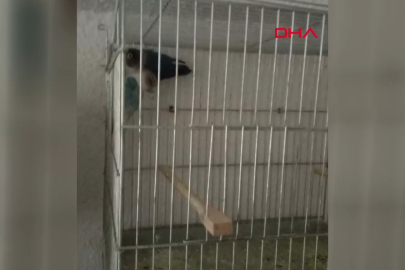 Bursa'da 3 yavru İskender papağanı korumaya alındı!