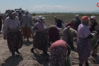 Dünyada tek: Bursa'daki o ilçede domates sezonu başlıyor! 14 salça fabrikası...
