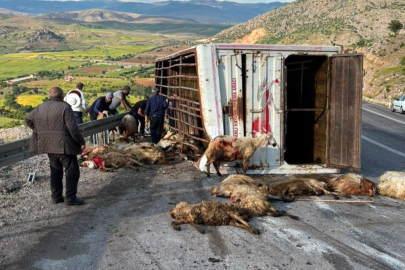 Erzincan'da canlı hayvan taşıyan kamyon kaza yaptı, koyunlar telef oldu